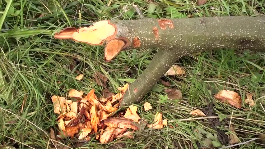 Evidence of Beaver gnawing