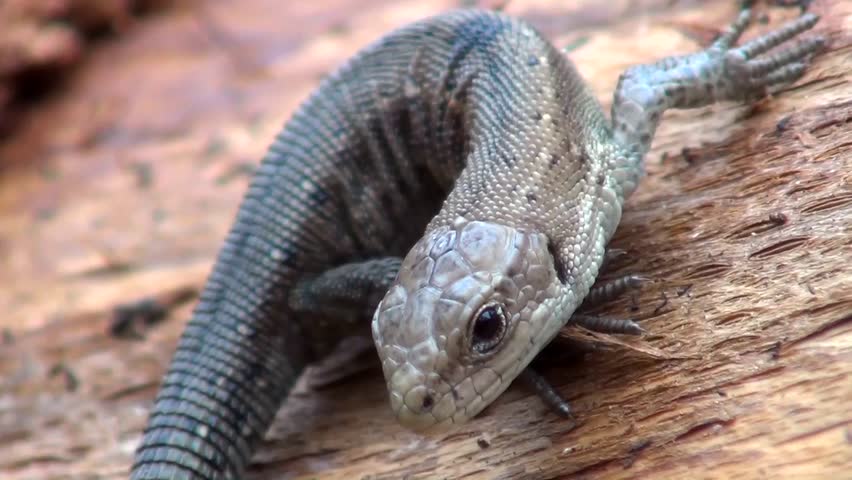 Sand lizard (Lacerta agilis)