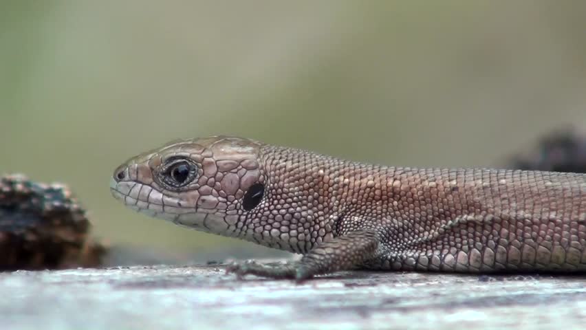 Sand lizard (Lacerta agilis)