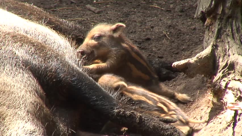 Wild boars with their young mother