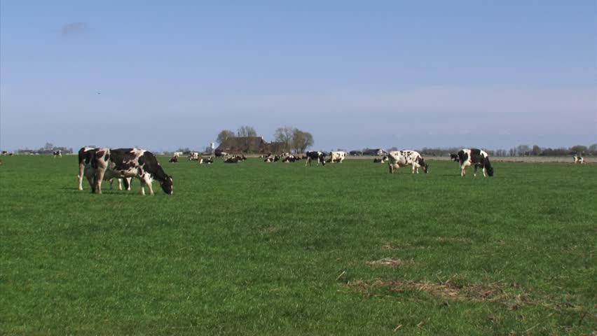 Holstein-Friesian dairy cattle graze in Dutch polder landscape at Niehove, province of Groningen.