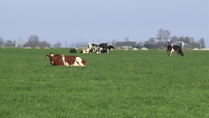Black and Red Holstein-Friesian dairy cattle graze + ruminate in Dutch polder landscape at Niehove, province of Groningen, traffic and ranch at horizon.