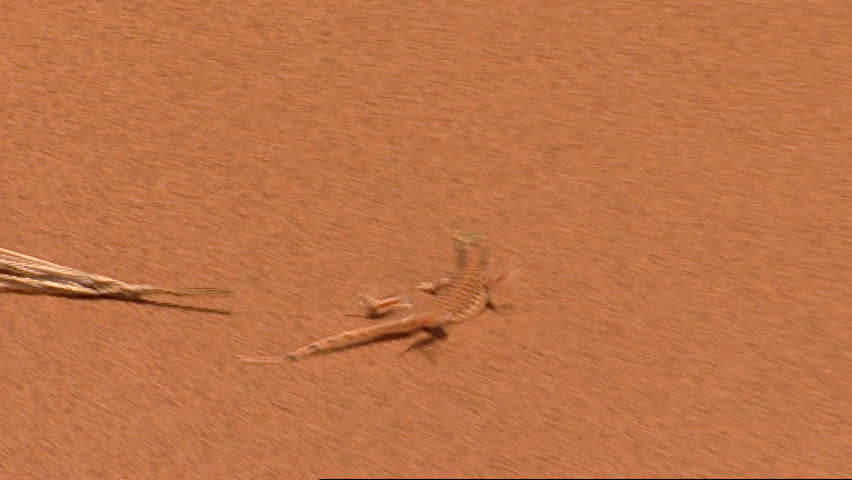 Sand lizard