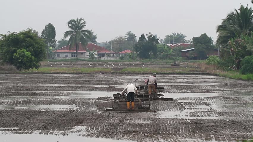 Plowing Paddy Field 