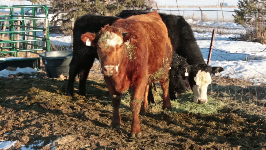 Female cow in labor before birth of calf. Farm ranch with newborn calf and cows eating hay during winter. Black Angus mixed breed cattle. Gentleman ranching operation for self sufficiency. 