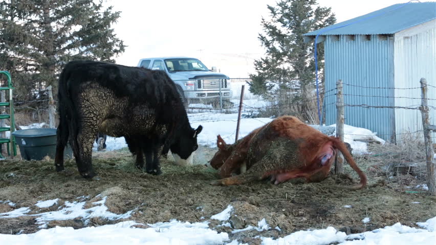 Female cow on ground pushing during labor and calf birth. Farm ranch newborn calf and cows eating hay during winter. Black Angus mixed breed cattle. Gentleman ranching operation for self sufficiency. 