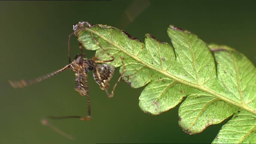 Archaeidae spider