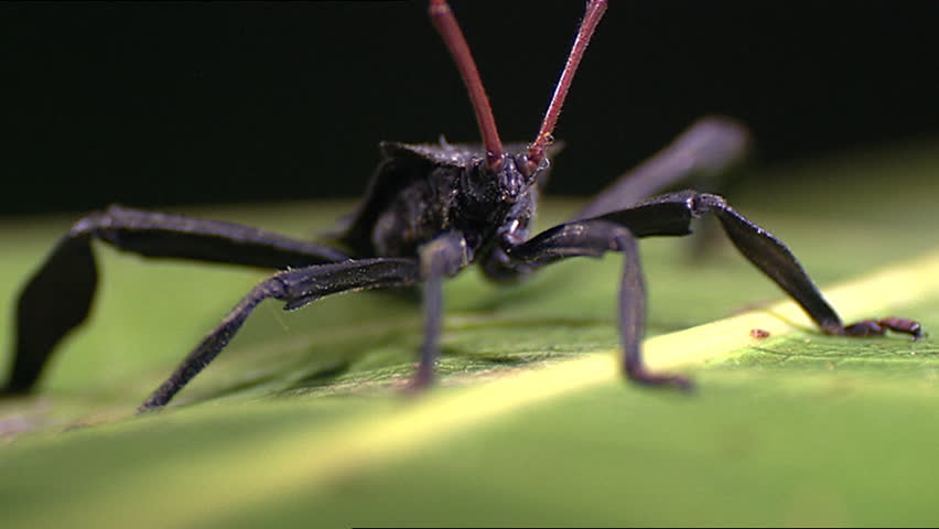Assassin bug on leaf