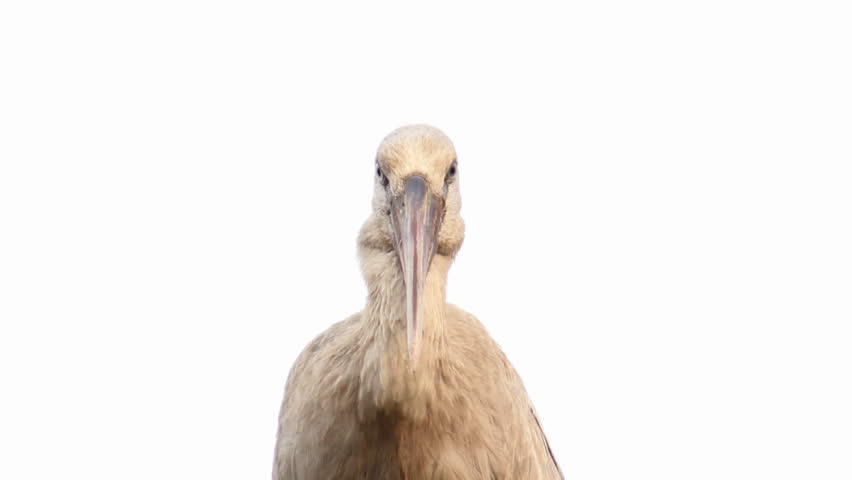 Asian openbilled against white background