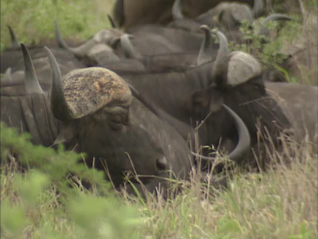 Cape buffalo herd, syncerus caffer ruminating between shrubs. Known in Africa as one of the âbig fiveâ, the African buffalo is extremely powerful and deadly