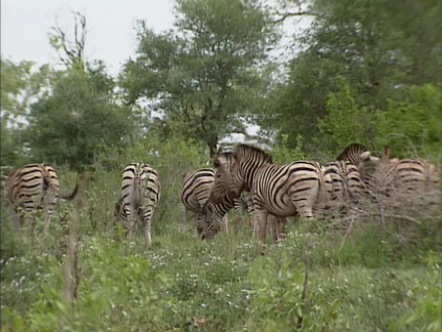 Herd of Burchell's Zebra (Equus quagga burchellii) or Bontsebra in Kruger National park, South Africa. Although they all look alike no zebra is the same, each zebra has a unique pattern.