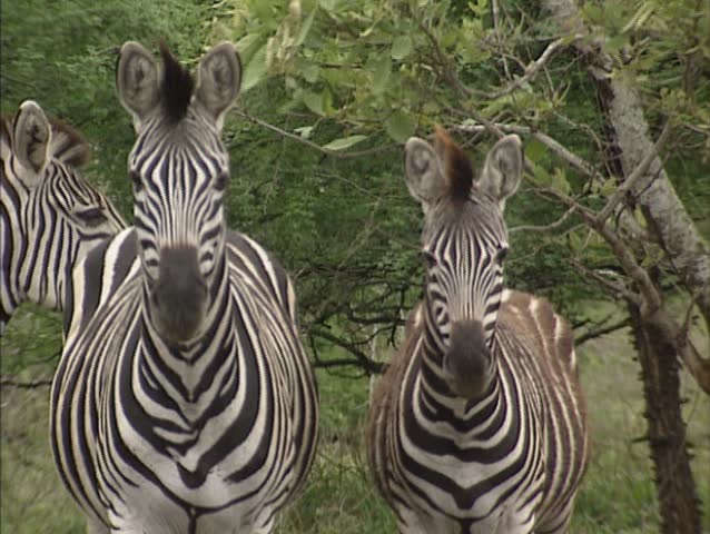 Burchell's Zebra (Equus quagga burchellii) or Bontsebra pair in Kruger National park, South Africa. Although they all look alike no zebra is the same, each zebra has a unique pattern.