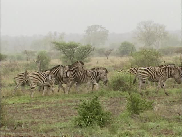 Herd of Burchell's Zebra (Equus quagga burchellii) or Bontsebra in misty Kruger National park, South Africa. Although they all look alike no zebra is the same, each zebra has a unique pattern.