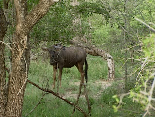 Blue wildebeest ( connochaetes taurinus ) foraging in Kruger National park, South Africa.