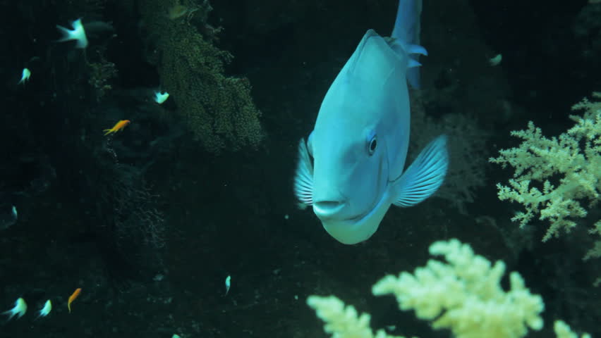 sergeant fish getting clean