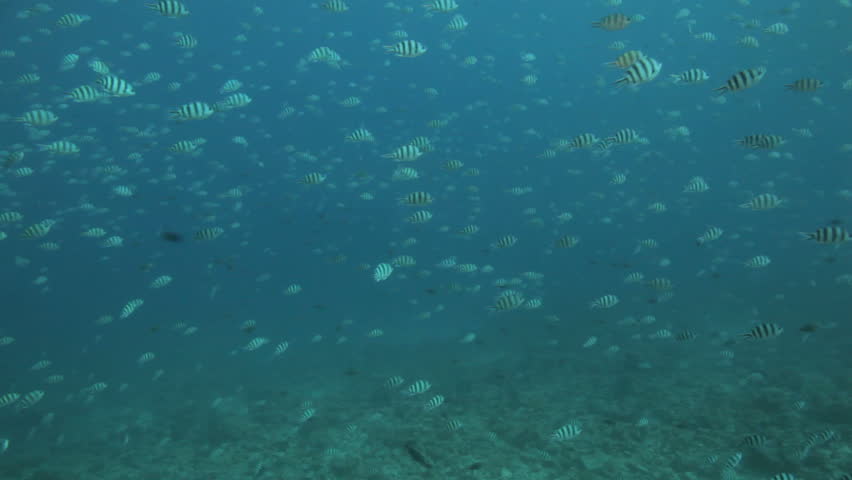 shoal of sergeant major