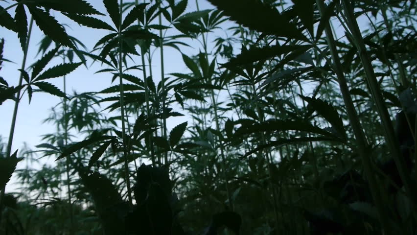 Marijuana silhouette