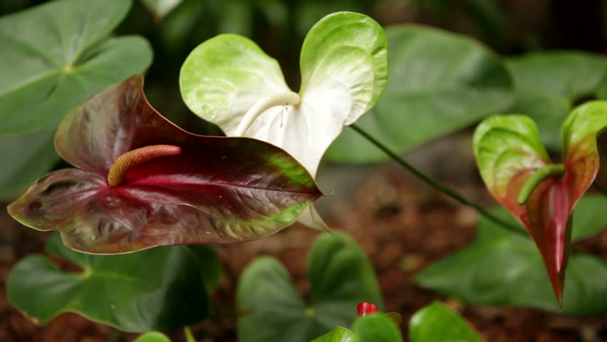 Anthurium flowers, with their heart-shaped leaves, blowing in the breeze in the Hawaiian jungle. Member of the arum family (Araceae). Also known as "flamingo flower" or "boy flower".