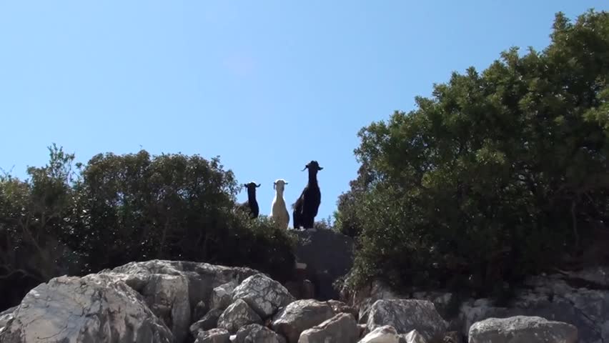 Three goats on a rock,