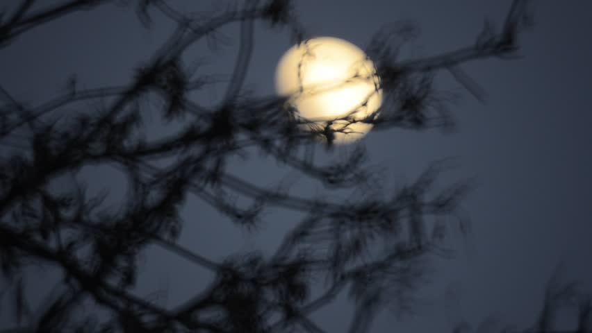 moon in the background tree branches
