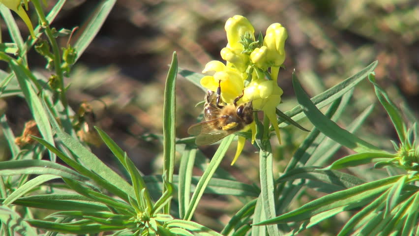 Bee Pollinating a Mountain, Field Flower, Bees Gathering Pollen, Macro