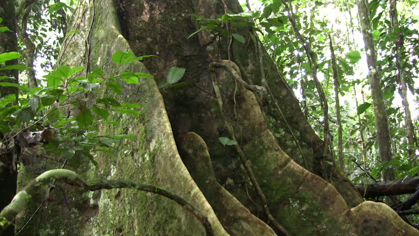 Buttress roots of a large  rainforest tree in the Ecuadorian Amazon