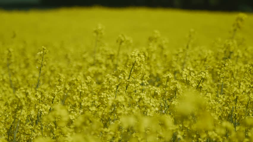Yellow oilseed rape field. Alternative energy. 