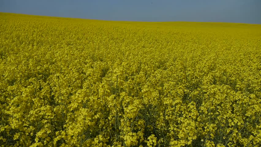 Yellow oilseed rape field. Alternative energy. 