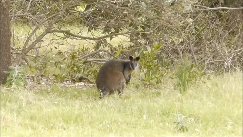 Australian wallaby
