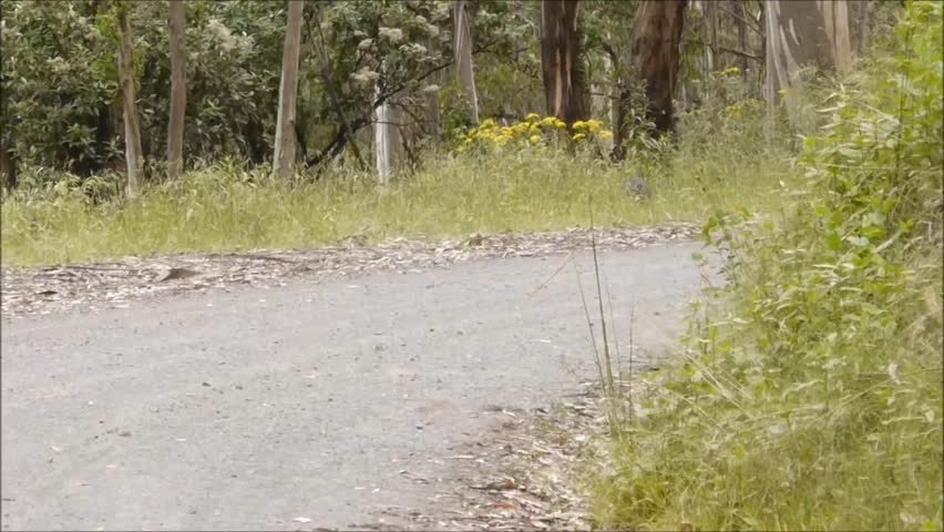 Australian wallaby