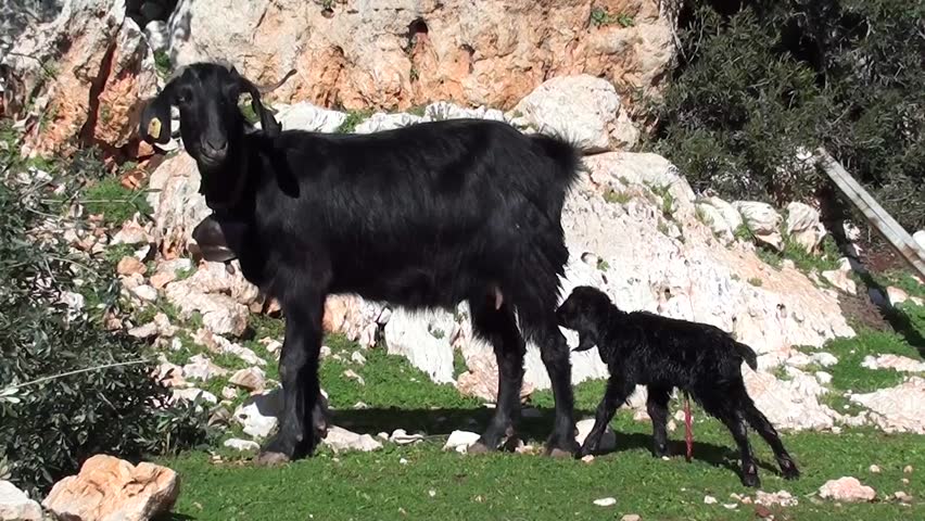 newborn looks for udder 