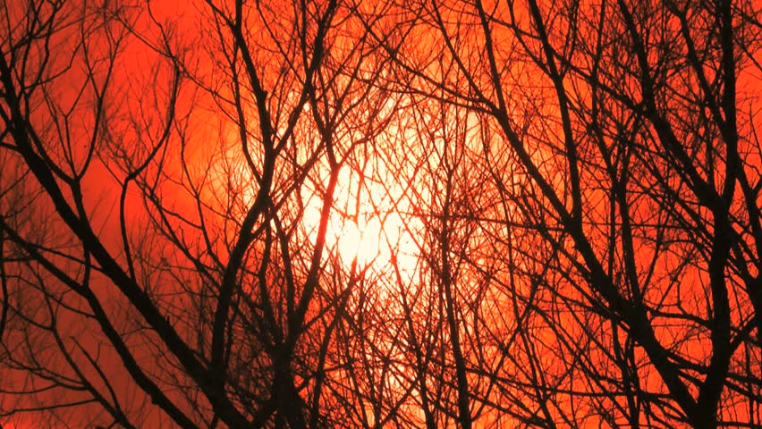 Leafless, silhouetted tree branches sway in wind against muted sun, red sky, on eerie, spooky Halloween eve 1080p