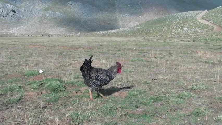 A fowl walking along highland plateau