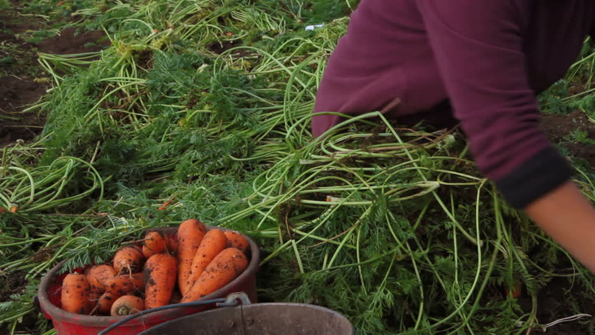 Woman is tearing foliage off the carrots and then puts the crop into bucket.