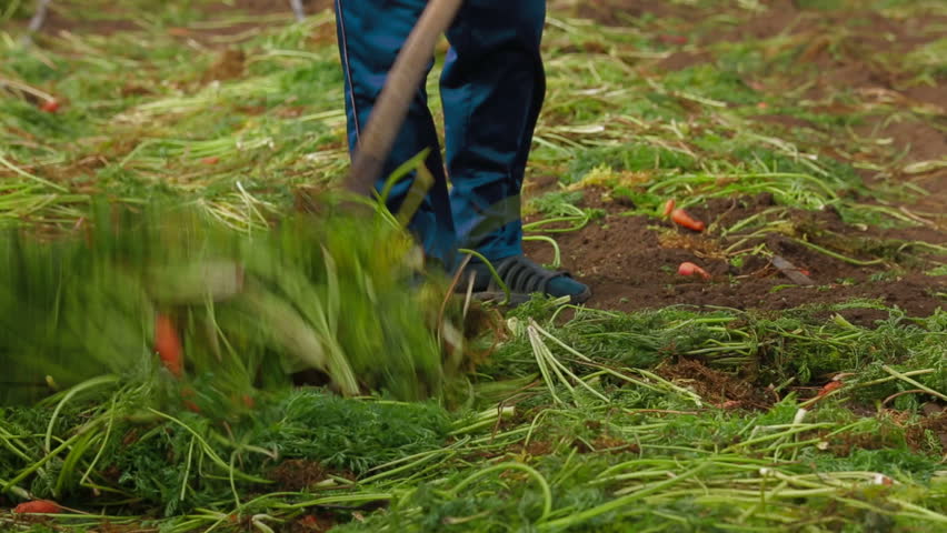 Worker is picking up carrots with pitchfork.