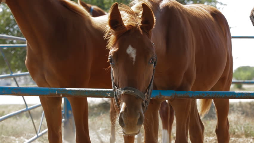 Four young stallions are in the paddock.