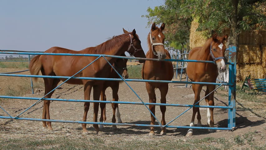 Four young beautiful stallions standing and walking in the paddock.