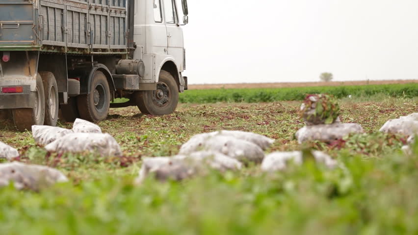 Truck is moving on the field past the sacks full of beets.