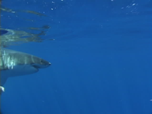 Great white shark biting at camera