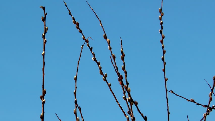 catkins of willow swaying in the wind with blue sky background