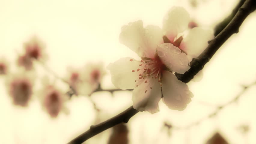 surreal cherry flower 