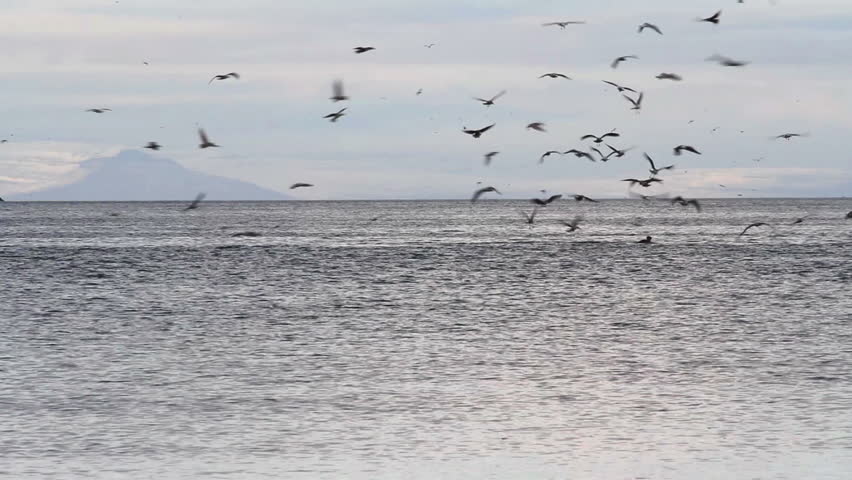 Orcas (Killer Whales) in a mountain surrounded fjord of western Iceland