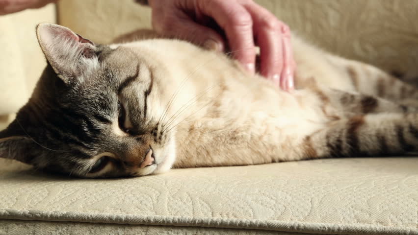 Female Bengal cat lying on sofa being stroked by woman