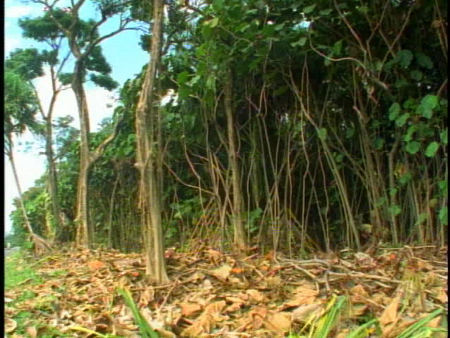 Deforesting rain forest, felled trees