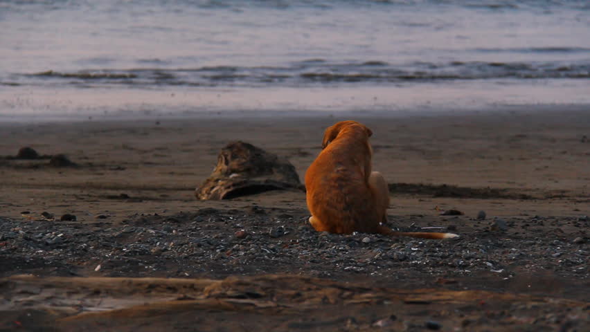 Stray Dog on Playas del Coco in Costa Rica. One of the many stray dogs roaming the beaches of Costa Rica. This one on Playas del Coco.