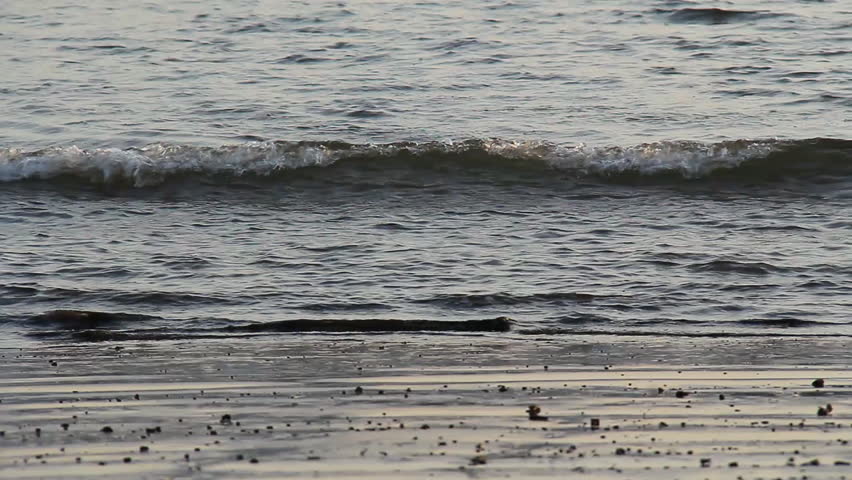 Ibis Costa Rica Beach 2. An Ibis bird with a curved bill, passes by, looking for food along a gulf of Papagayo beach in Costa Rica at dawn.