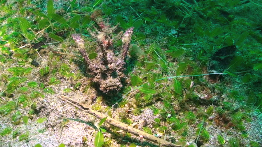 Scorpionfish, Papua New Guinea, Milne Bay