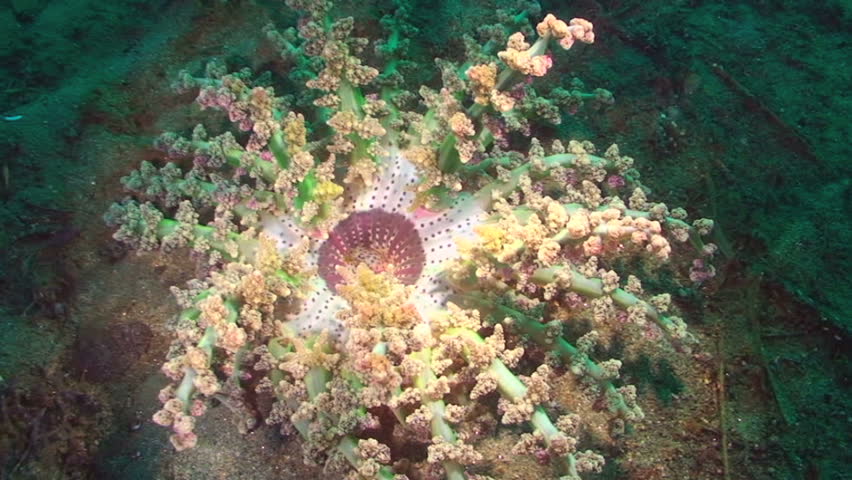 Coral, Papua New Guinea, Milne Bay