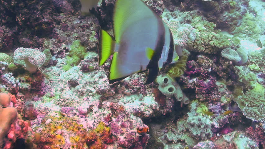 Pinnate spadefish, Platax pinnatus, Batfish, Papua New Guinea, Milne Bay