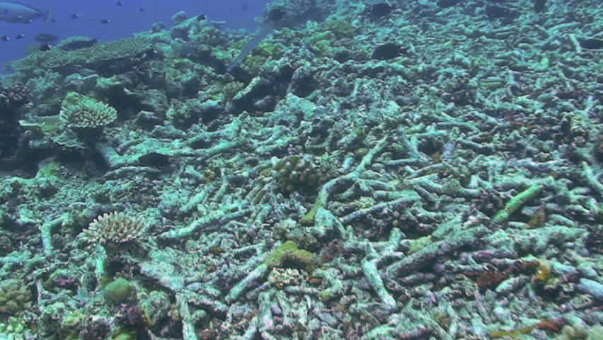 Pipefish, Papua New Guinea, Milne Bay
